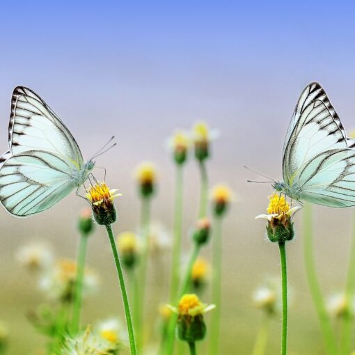 Tutto ciò che vuoi sta dall'altro lato della Paura. Elisa Roda Psicoterapeuta Bioenergetica e Mindfulness Bologna