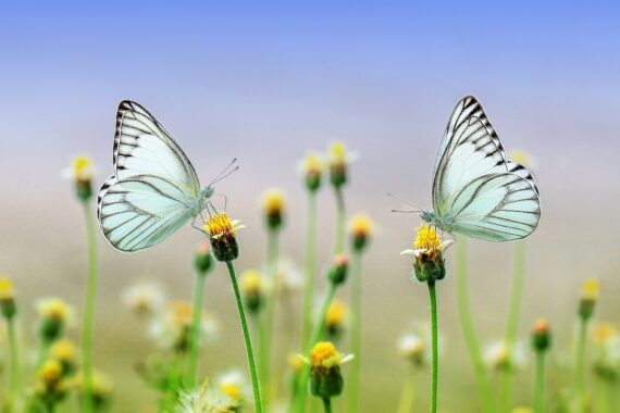 Tutto ciò che vuoi sta dall'altro lato della Paura. Elisa Roda Psicoterapeuta Bioenergetica e Mindfulness Bologna